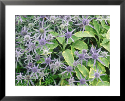 Summer Partners Eryngium X Tripartitum & Sage (Variegated) by Christopher Fairweather Pricing Limited Edition Print image