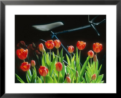 Tulipa Darwin, Group Of Red Flowers With Bicycle In Background by Juliet Greene Pricing Limited Edition Print image