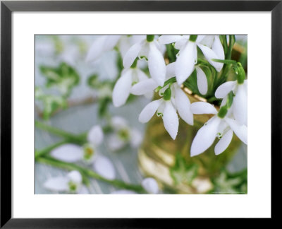 Snowdrops (Galanthus) In Glass Vase And Laid On Wooden Table Outdoors by James Guilliam Pricing Limited Edition Print image