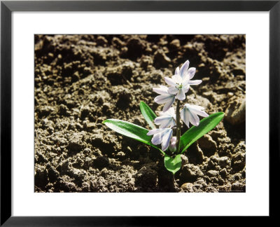 Scilla Mischtschenkoana Flowering In March by Jacqui Hurst Pricing Limited Edition Print image