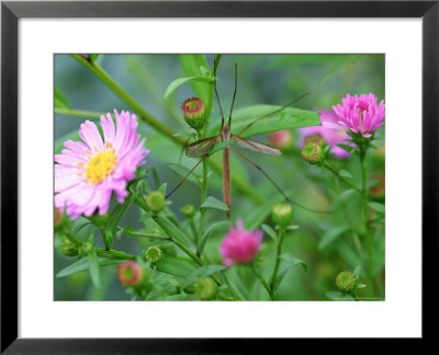 Crane Fly On Aster Flowers October by Lynn Keddie Pricing Limited Edition Print image