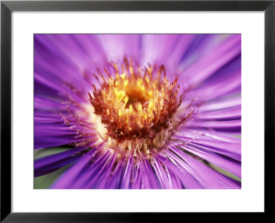 Aster Novae, Angliae Helen Picton by Lynn Keddie Pricing Limited Edition Print image