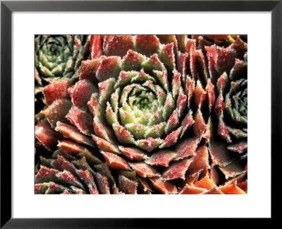 Sempervivum Sosnowskyi Spherette by Lynn Keddie Pricing Limited Edition Print image