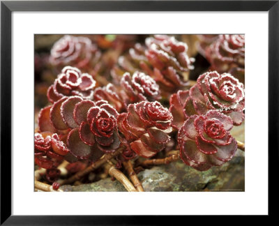 Sedum Spurium Dragons Blood (Stonecrop), October by Lynn Keddie Pricing Limited Edition Print image