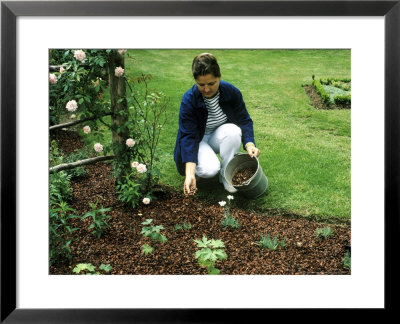Applying Cocoa Shell Mulch To Newly Planted Herbaceous Border by Michele Lamontagne Pricing Limited Edition Print image