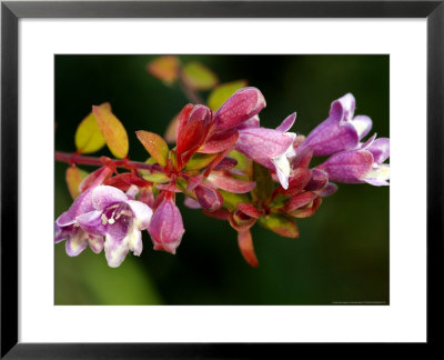Abelia Schumannii, Close-Up Of Flowers, October by Susie Mccaffrey Pricing Limited Edition Print image