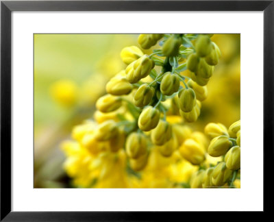 Mahonia X Media Charity (Oregan Grape) by Susie Mccaffrey Pricing Limited Edition Print image