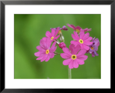 Birds Eye Primrose, Flowers, Viidumae, Estonia by Niall Benvie Pricing Limited Edition Print image
