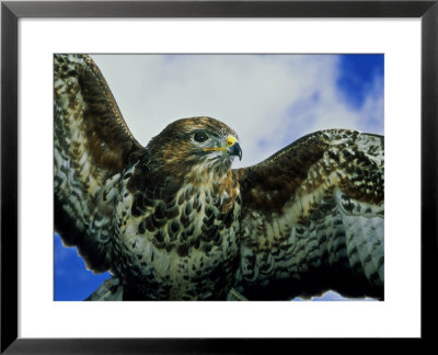 Common Buzzard, Inversnaid, Scotland by Niall Benvie Pricing Limited Edition Print image