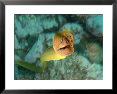 Yellow Moray Eel, Poor Knights Marine Reserve, New Zealand by Tobias Bernhard Pricing Limited Edition Print image