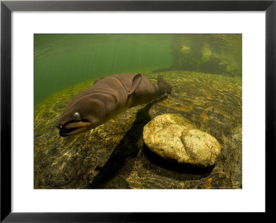 Longfin Eels, New Zealand by Tobias Bernhard Pricing Limited Edition Print image