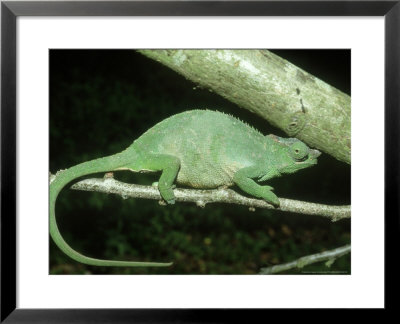 Fischers Chameleon, Female, Tanzania by Andrew Bee Pricing Limited Edition Print image