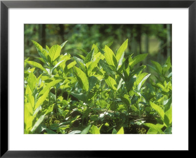 Dogs Mercury, Spring by David Boag Pricing Limited Edition Print image