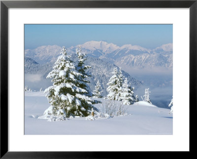 Conifer Trees Covered With Snow In Austrian Alps by David Boag Pricing Limited Edition Print image