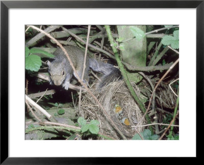 Grey Squirrel, Raiding Blackbirds Nest by Tony Bomford Pricing Limited Edition Print image