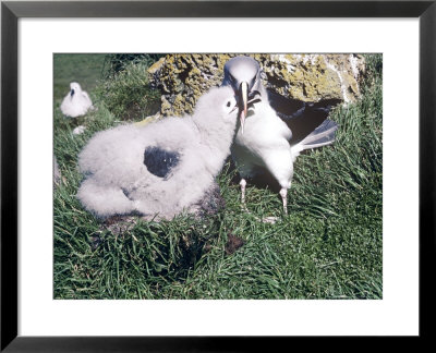 Grey Headed Albatross, Feeding Chick, S Ocean by Michael Brooke Pricing Limited Edition Print image