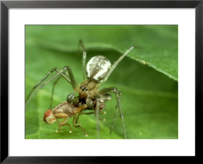 Combfooted Spider, Denmark by Neil Bromhall Pricing Limited Edition Print image