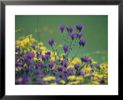 Spanish Flower, Spain by Olaf Broders Pricing Limited Edition Print image