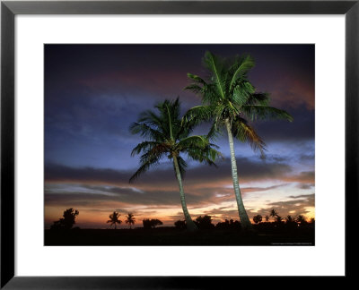 Coconut Palm, Florida, Usa by Olaf Broders Pricing Limited Edition Print image