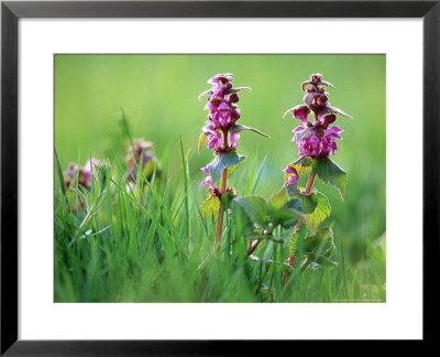 Dead-Nettle, Voges, France by Olaf Broders Pricing Limited Edition Print image