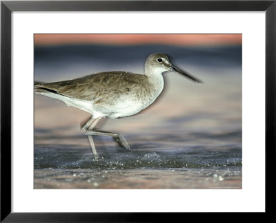 Willet, Florida, Usa by Olaf Broders Pricing Limited Edition Print image