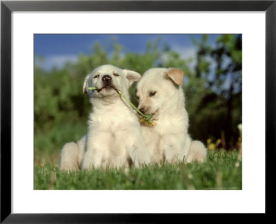 Alaskan Husky, Puppy Pair Playing With Each Other by Alan And Sandy Carey Pricing Limited Edition Print image