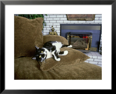 Tuxedo Cat, Relaxing On Living Room Couch by Alan And Sandy Carey Pricing Limited Edition Print image