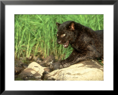 African Black Leopard, Panthera Pardus Snarling by Alan And Sandy Carey Pricing Limited Edition Print image