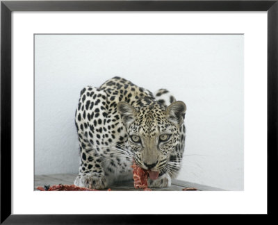 Arabian Leopard On The Brink Of Extinction, United Arab Emirates by David Cayless Pricing Limited Edition Print image