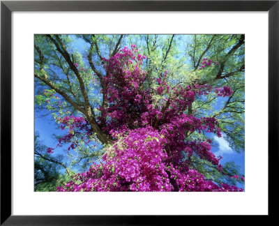 Bougainvillea, Kenya, Africa by David Cayless Pricing Limited Edition Print image