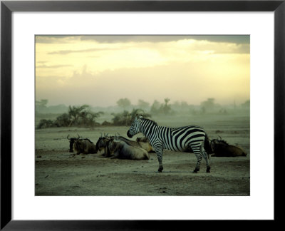 Plains Zebra At Dusk, Kenya by Martyn Colbeck Pricing Limited Edition Print image