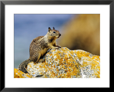 Beecheys Ground Squirrel On Rock, California, Usa by David Courtenay Pricing Limited Edition Print image