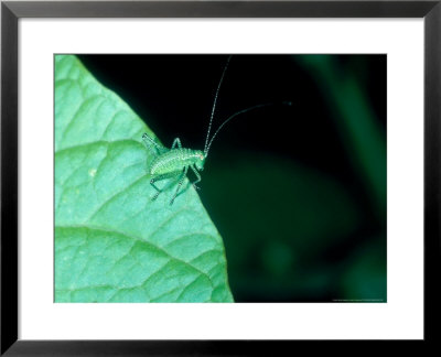 Speckled Bush Cricket, Nymph, Uk by Larry Crowhurst Pricing Limited Edition Print image