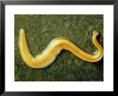Land Planarian, Exotic Introduced From East Indies by David M. Dennis Pricing Limited Edition Print image