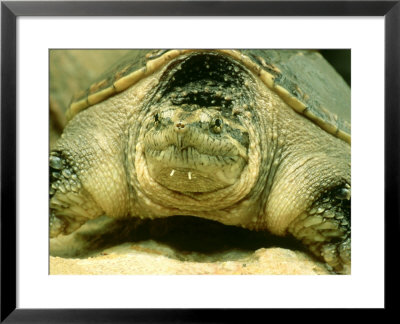 Snapping Turtle, North America by David M. Dennis Pricing Limited Edition Print image