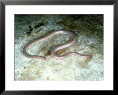 New Mexico Blind Snake, New Mexico by David M. Dennis Pricing Limited Edition Print image