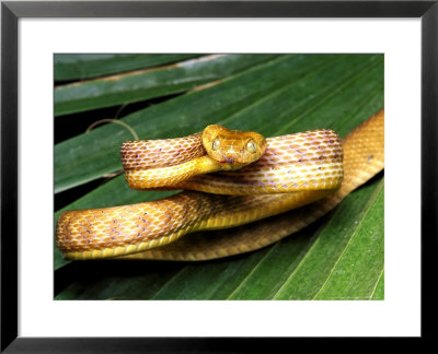 Brown Tree Snake, Boiga Irregularis by David M. Dennis Pricing Limited Edition Print image