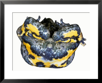 Fire Bellied Toad by David M. Dennis Pricing Limited Edition Print image