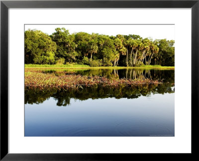 Sabal Palm And Live Oak Forest Lining The Banks Of The River, Myakka River State Park, Florida, Usa by David M. Dennis Pricing Limited Edition Print image