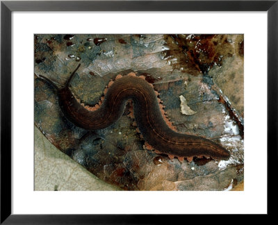 Primitive Arthropod Bci, Panama by Philip J. Devries Pricing Limited Edition Print image