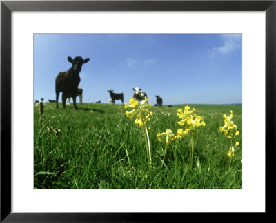 Cowslips, And Cows Pewsey Down by John Downer Pricing Limited Edition Print image