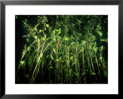 Broad-Leaved Pondweed, Sweden by Fredrik Ehrenstrom Pricing Limited Edition Print image