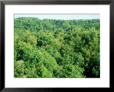 Cowley Woods In Summer, Gloucestershire, England by Mike England Pricing Limited Edition Print image