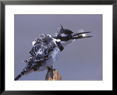 Ceryle Rudis, With Fish Prey, South Africa by Chris And Monique Fallows Pricing Limited Edition Print image