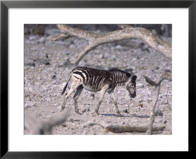 Burchells Zebra, Foal, Namibia by Chris And Monique Fallows Pricing Limited Edition Print image