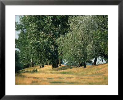 White Poplar In Hungarian Steppe, Apaj Puszta, Hungary by Berndt Fischer Pricing Limited Edition Print image