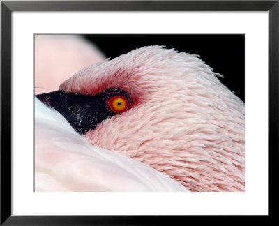 Lesser Flamingo, Close Up Of Head, Africa by David B. Fleetham Pricing Limited Edition Print image