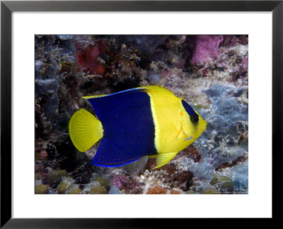 Bicolor Angelfish, Malaysia by David B. Fleetham Pricing Limited Edition Print image