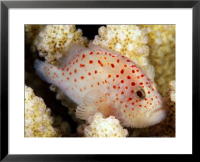 Velvetfish, Hawaii by David B. Fleetham Pricing Limited Edition Print image