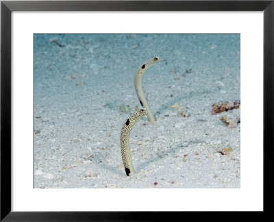 Spotted Garden Eels, Indonesia by David B. Fleetham Pricing Limited Edition Print image